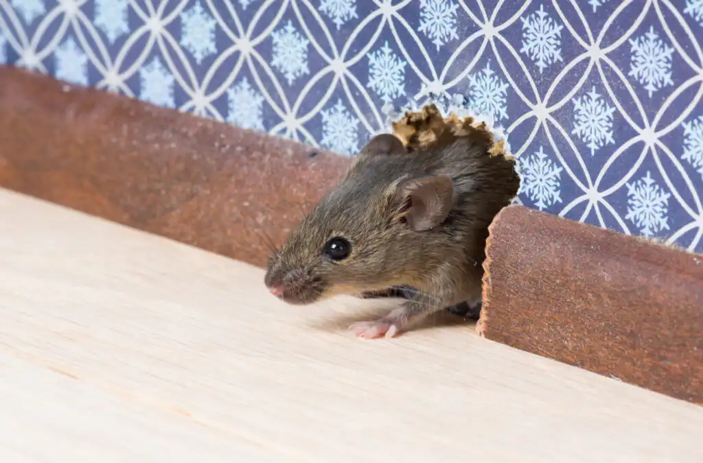 common house mouse looks out from a mink in the wall