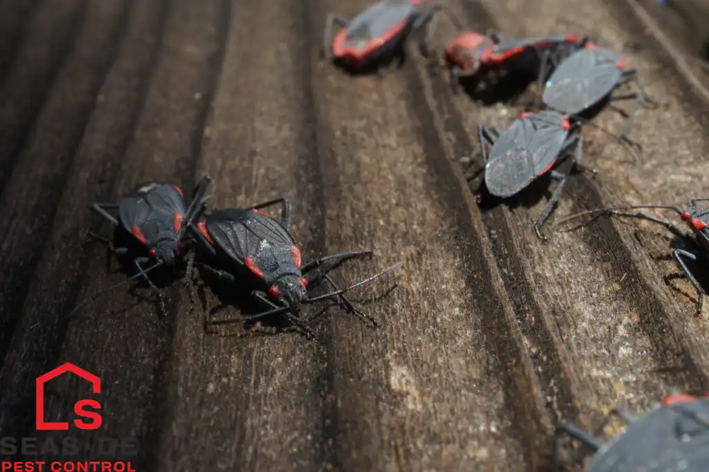 Boxelder Bugs