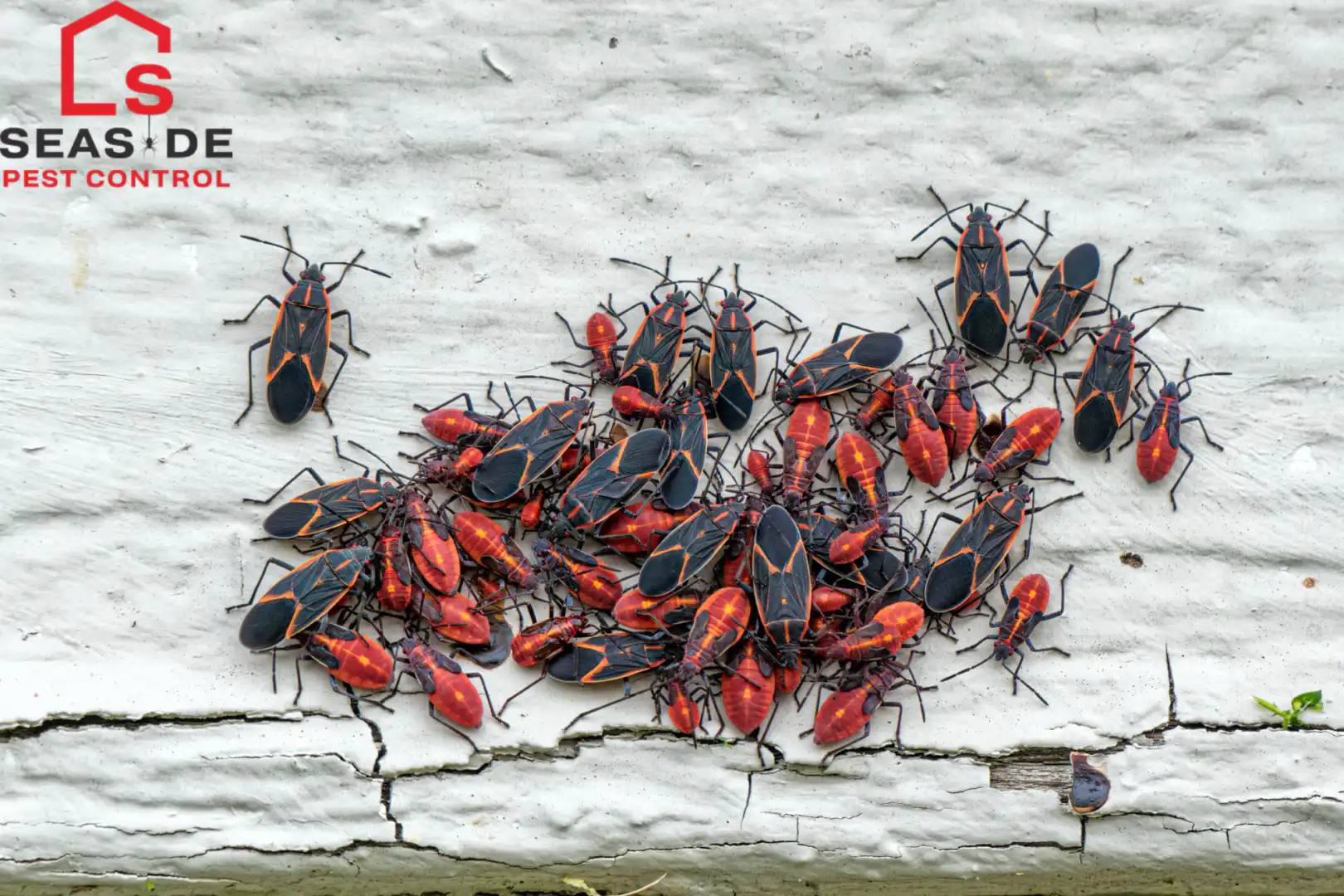 Boxelder Bugs