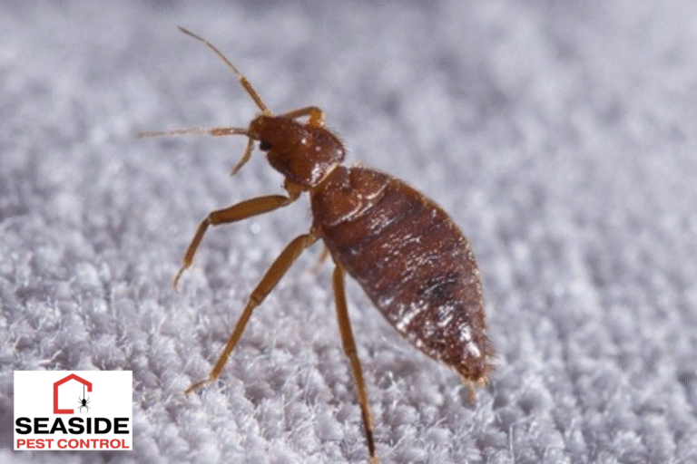 bed bugs