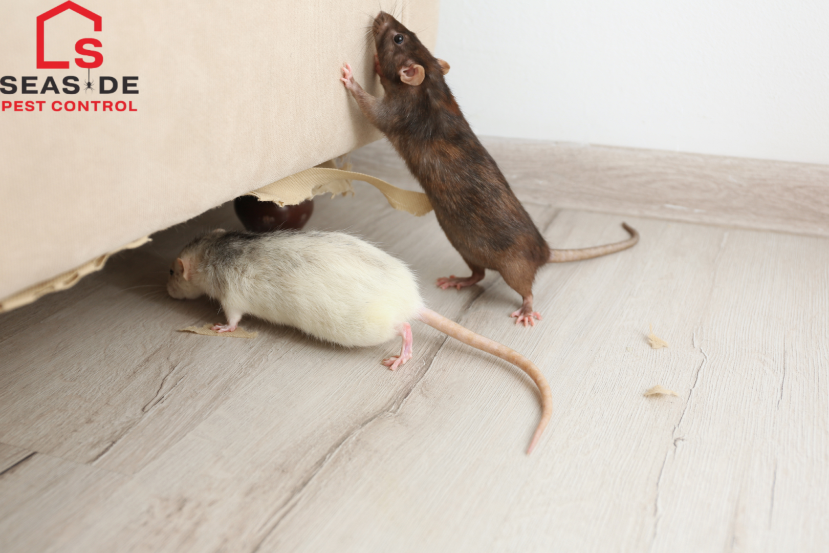 rodent control