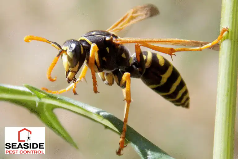 wasps