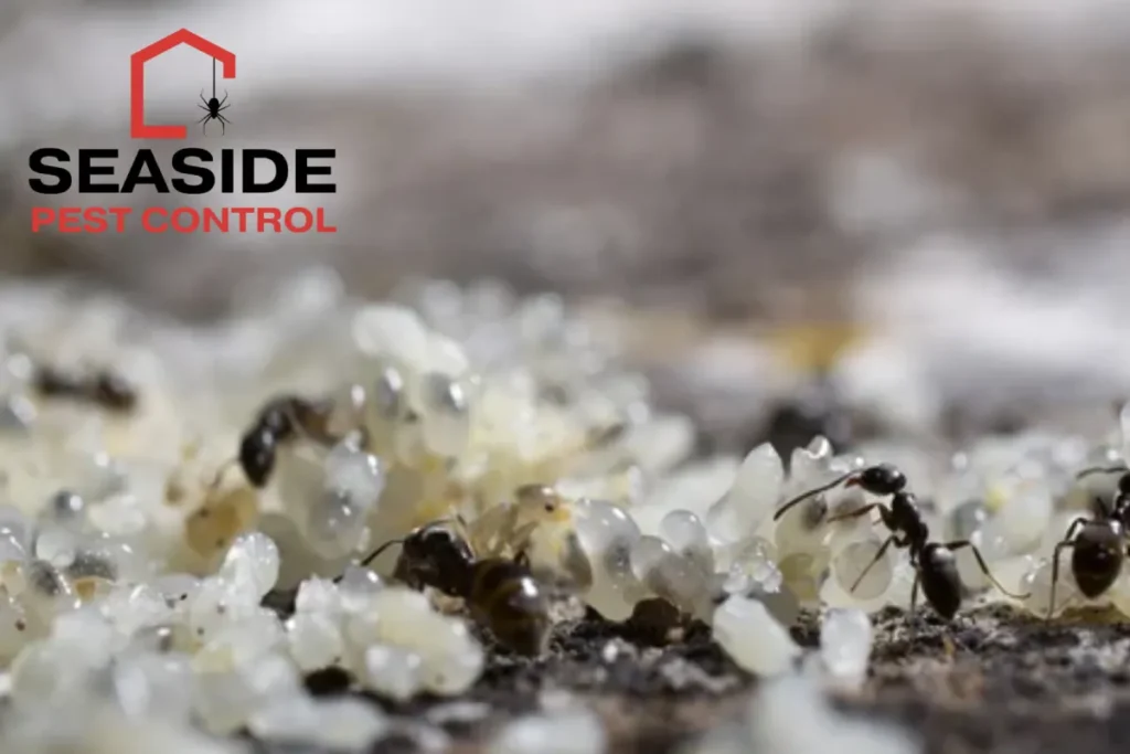 Ants taking care of their eggs