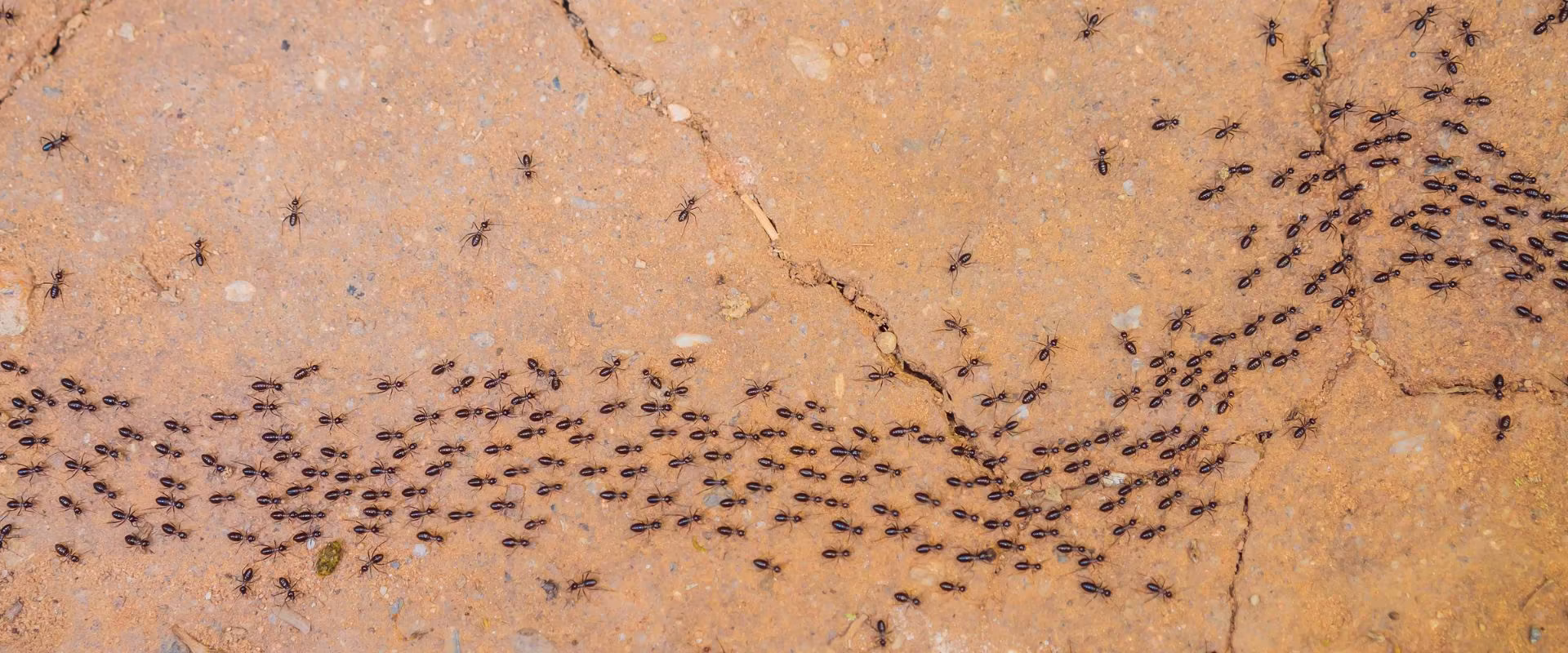 pavement ant control Coquitlam BC