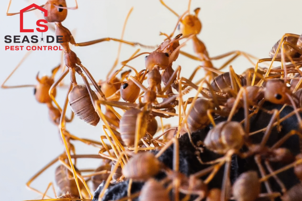 ants