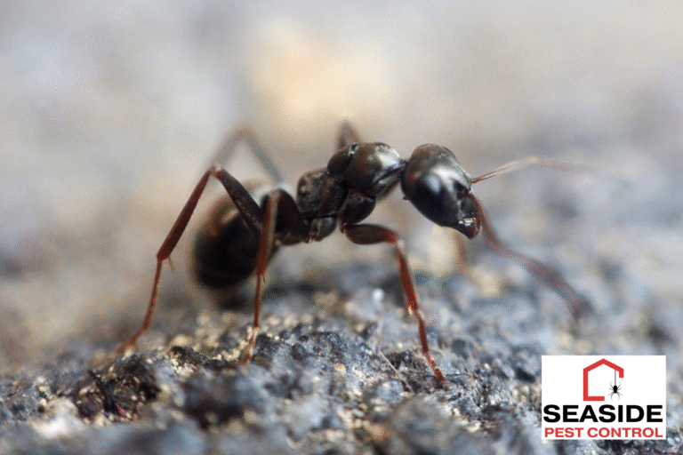 ants