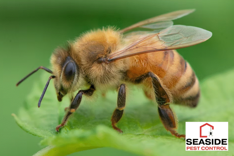 bees