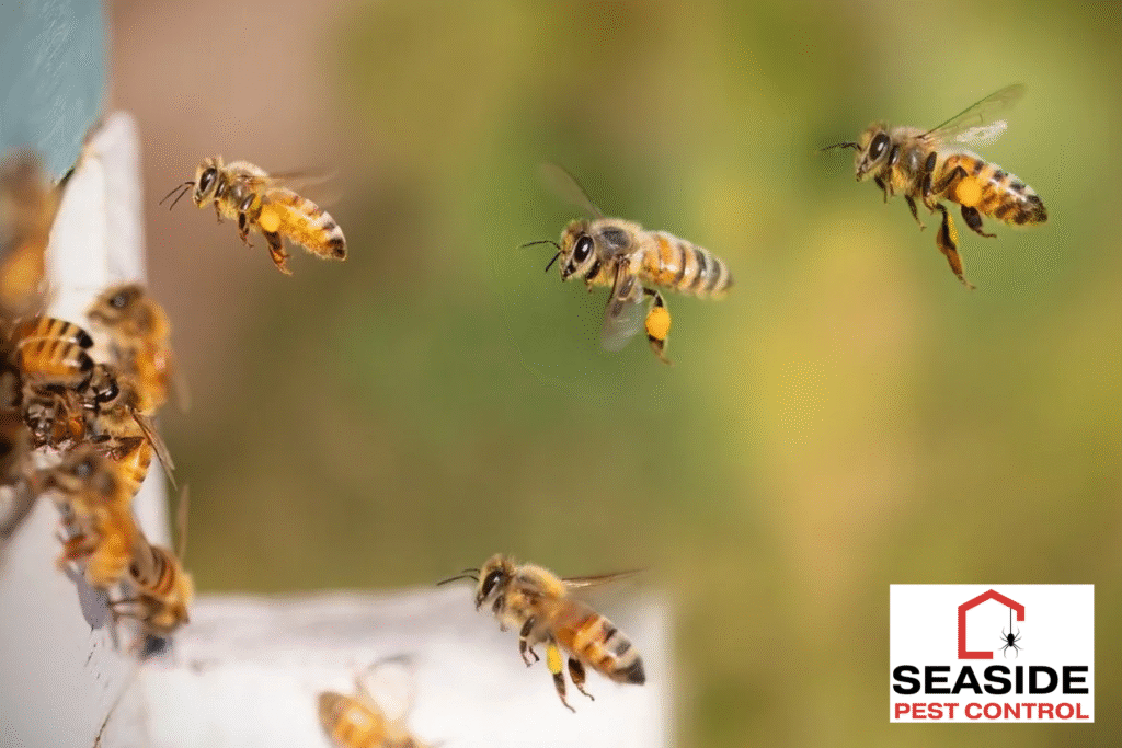 bees