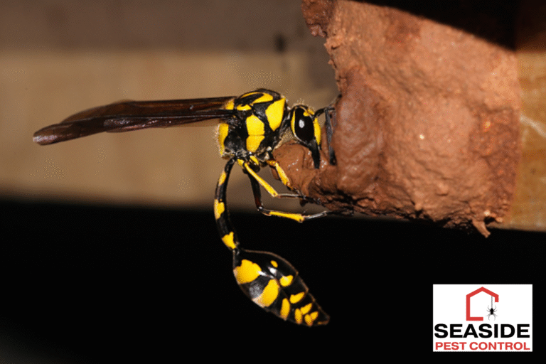 wasp