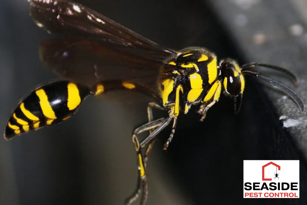 wasp