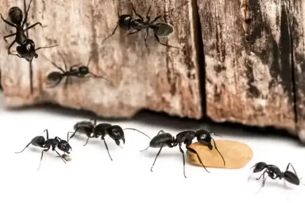 carpenter ant control Richmond BC