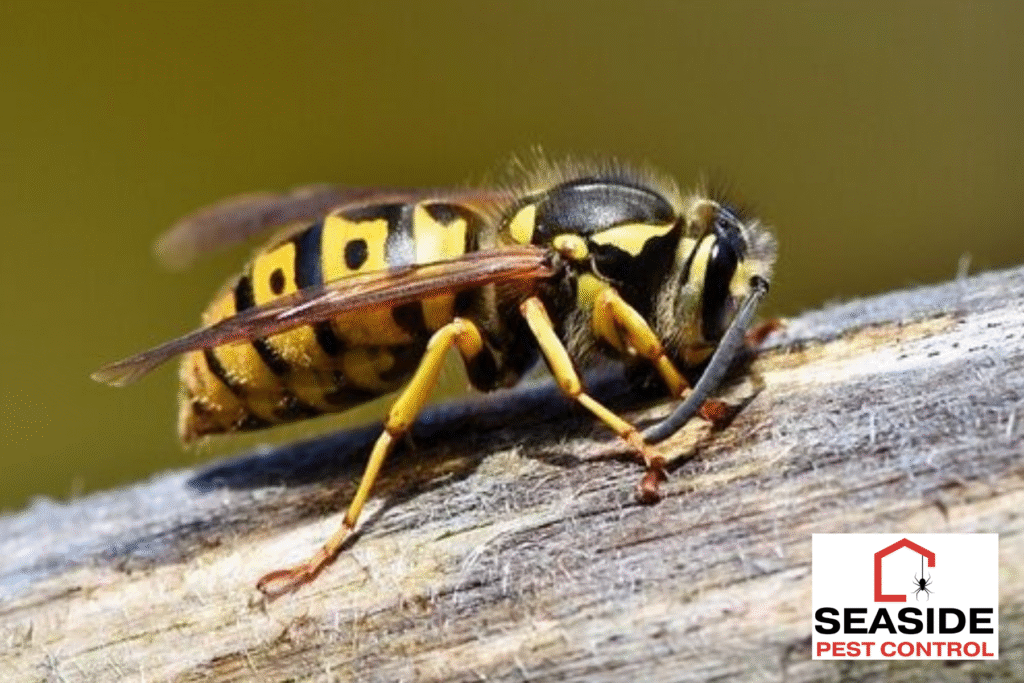 wasp
