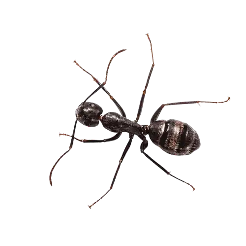 Carpenter ants damaging wood