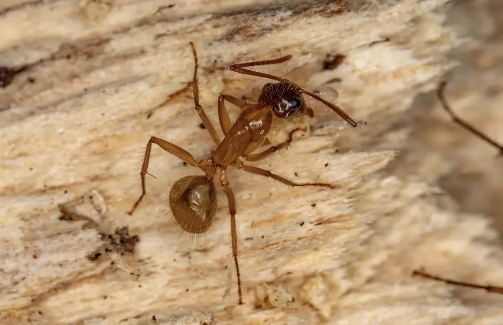 Port Coquitlam ant control 1