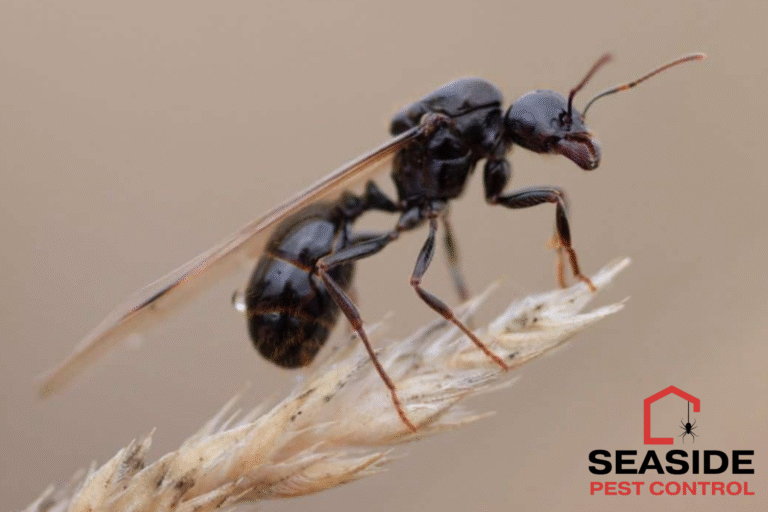 ant control