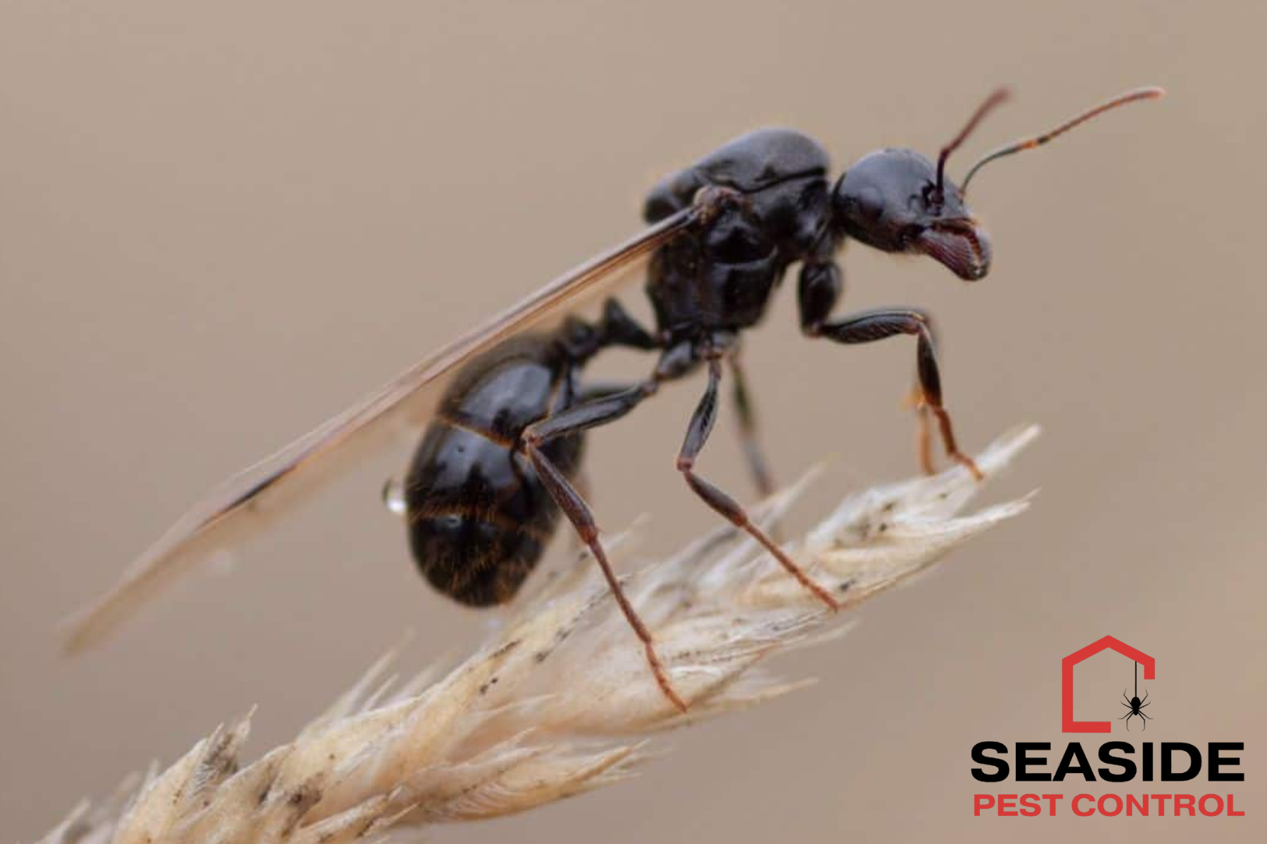 ant control