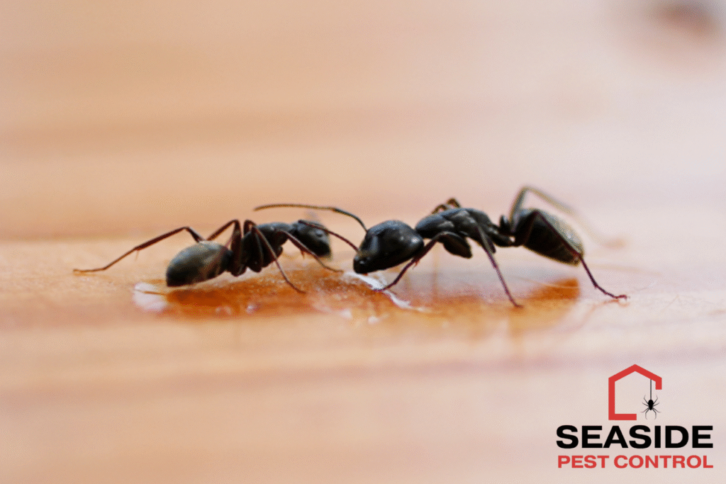 ant color