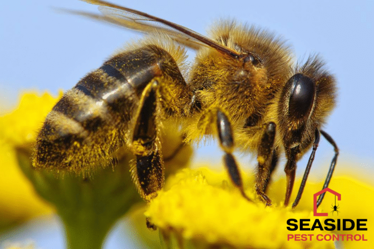 bee control