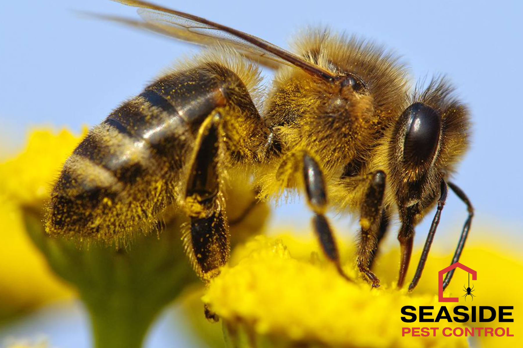 bee control