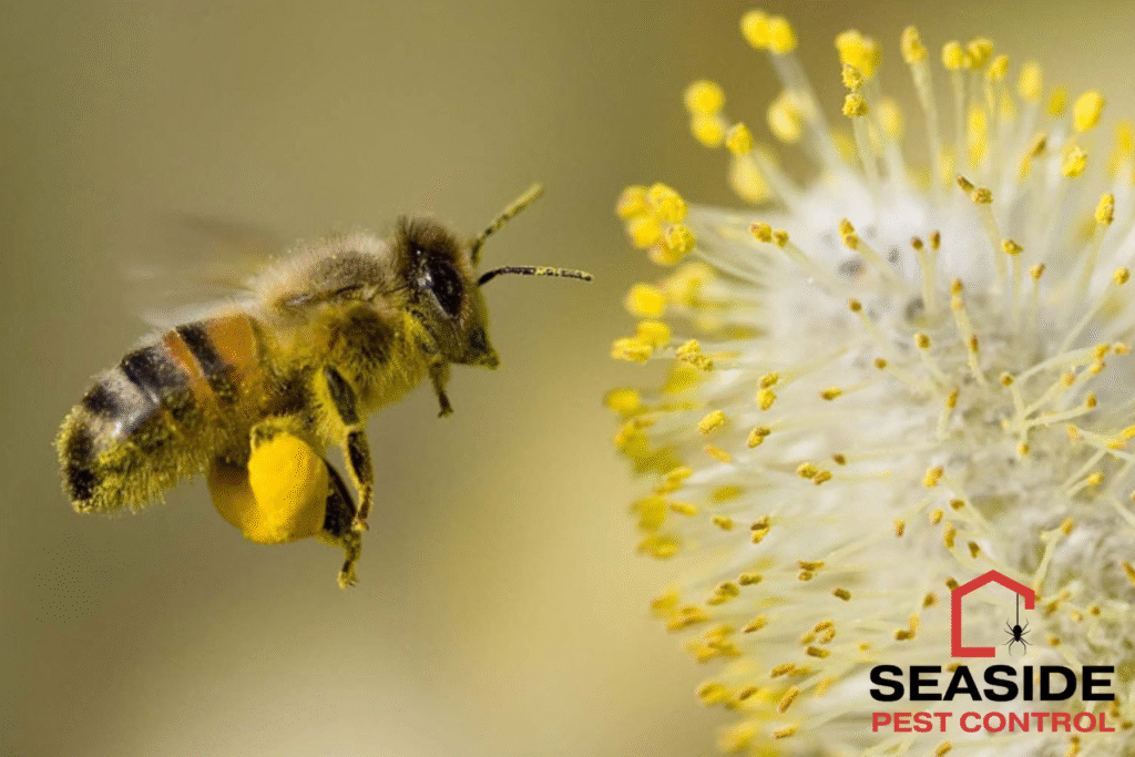 bee control