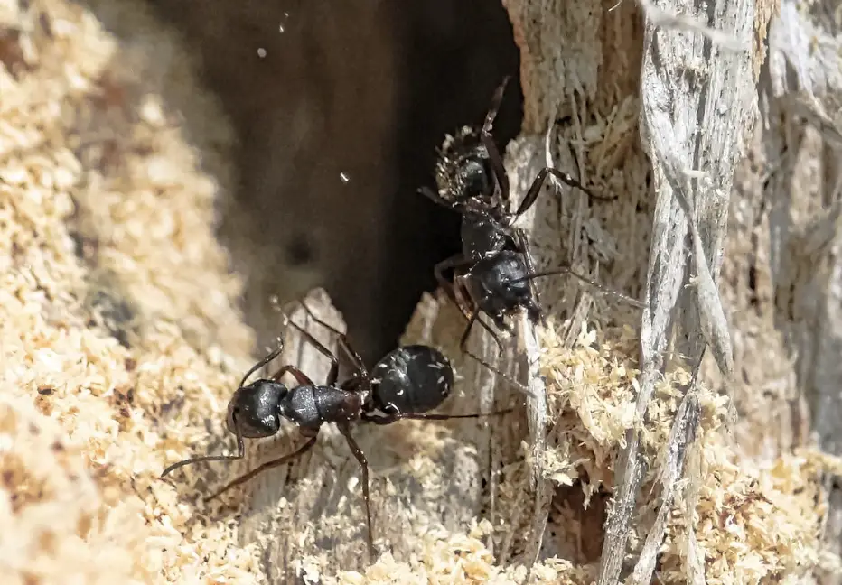 carpenter ant control Maple Ridge, BC