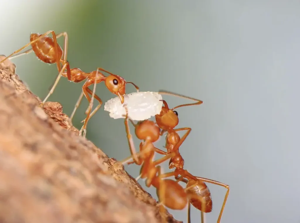 pavement ant control Maple Ridge BC