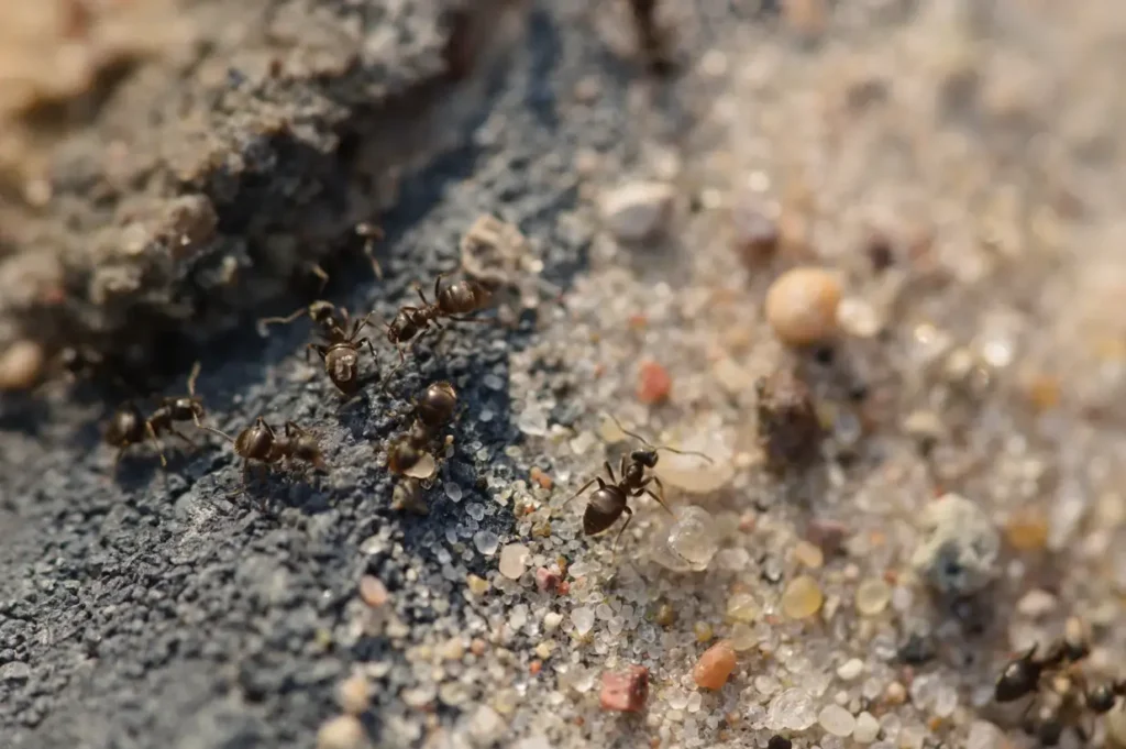 pavement ant control Pitt Meadows BC