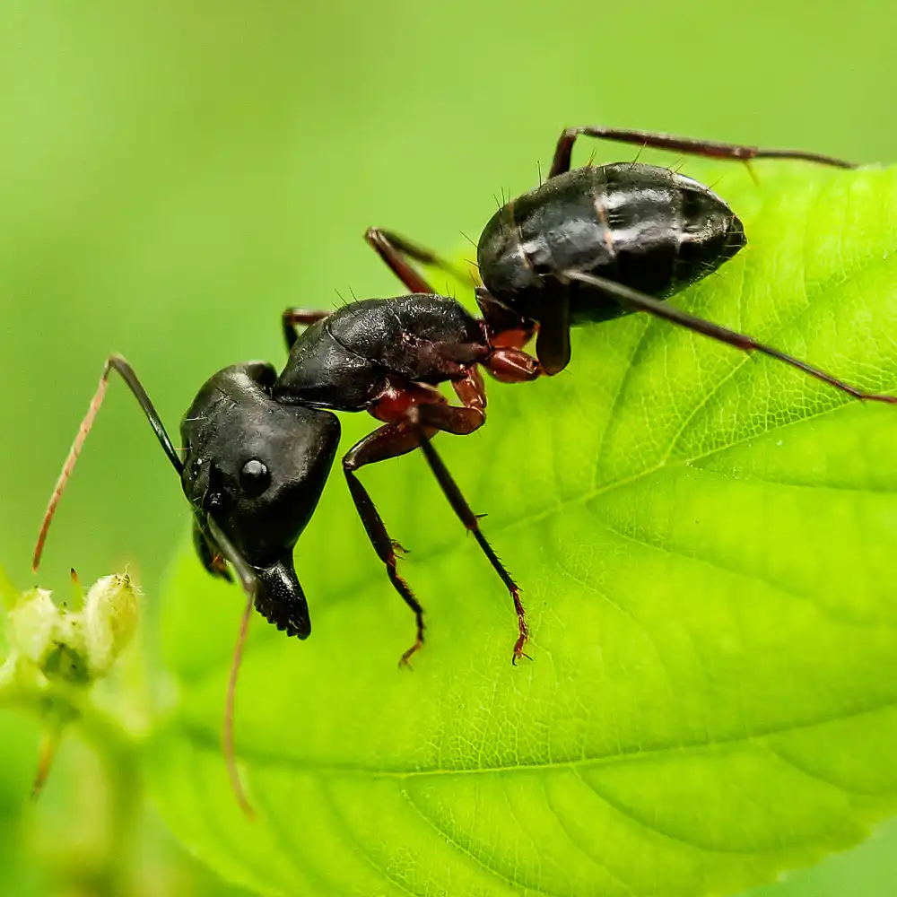 Carpenter ants on wooden surface in Vancouver home, pest control by Seaside Pest Control