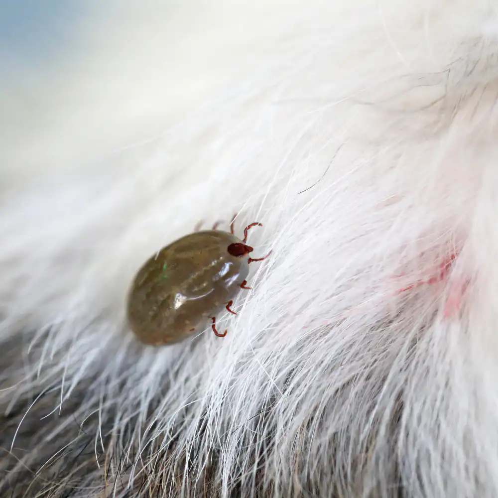 Flea on pet fur in BC home, professional flea and tick control by Seaside Pest Control