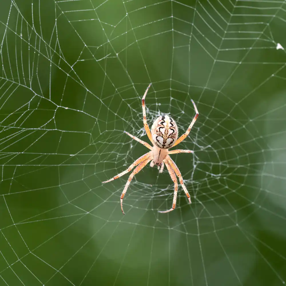 House spider in corner of Vancouver property, spider prevention by Seaside Pest Control