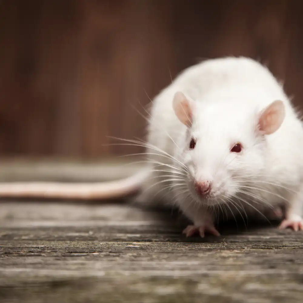 Mice infestation in Vancouver home, rodent control services by Seaside Pest Control