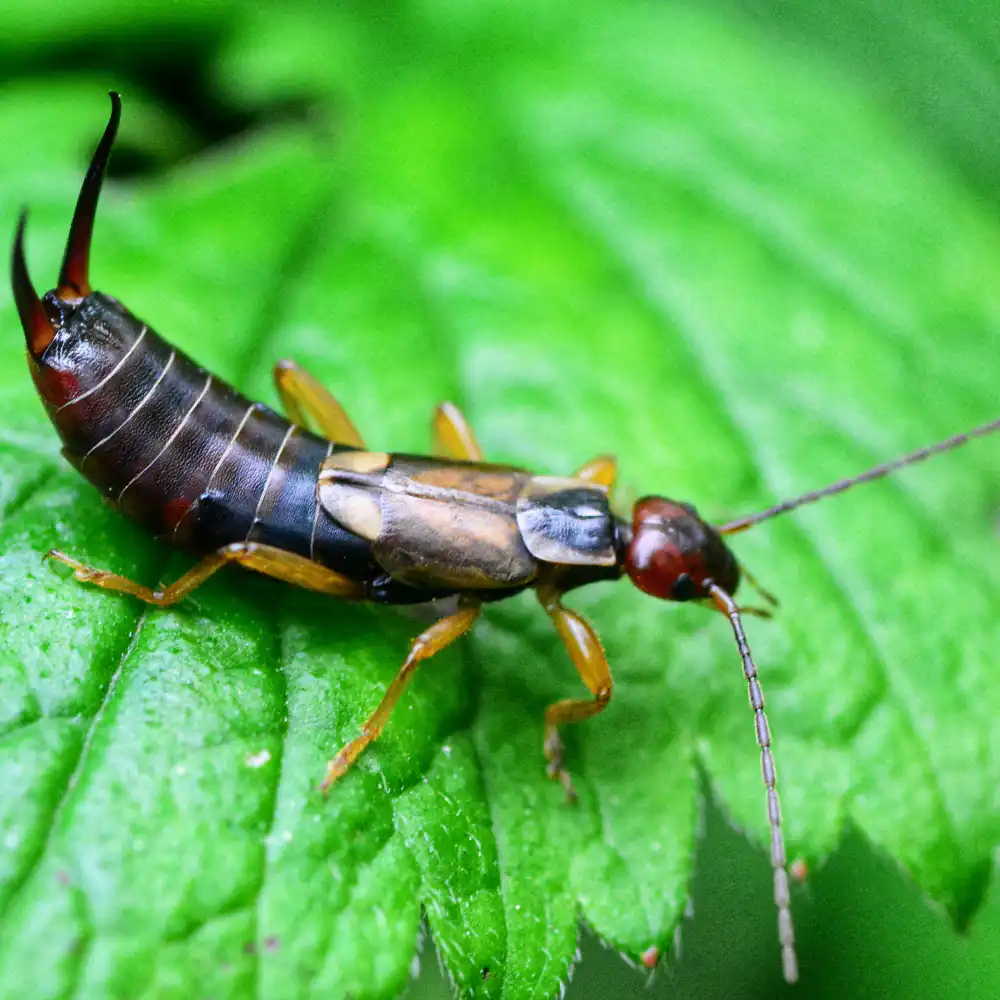Pantry pest infestation in Vancouver home, removal by Seaside Pest Control