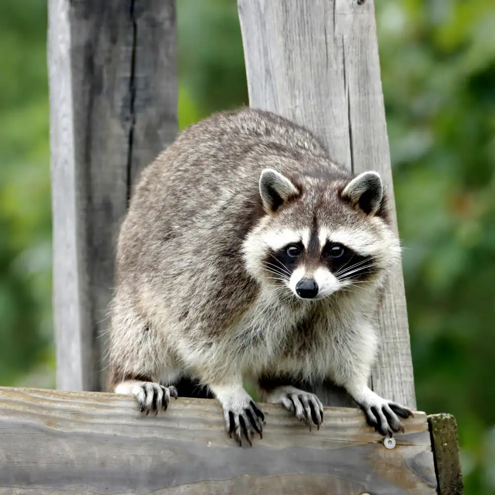 Raccoon raiding garbage in BC property, humane control by Seaside Pest Control