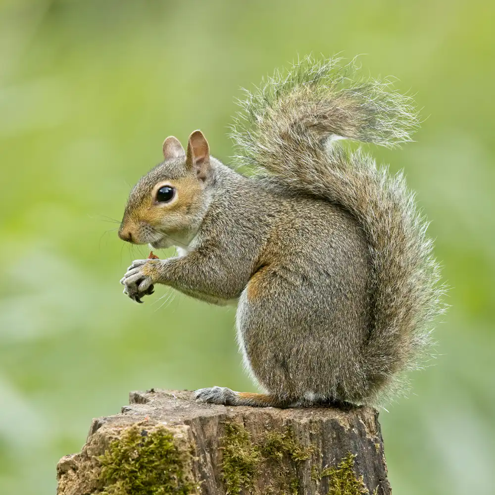 Squirrel in residential attic causing damage, humane removal by Seaside Pest Control