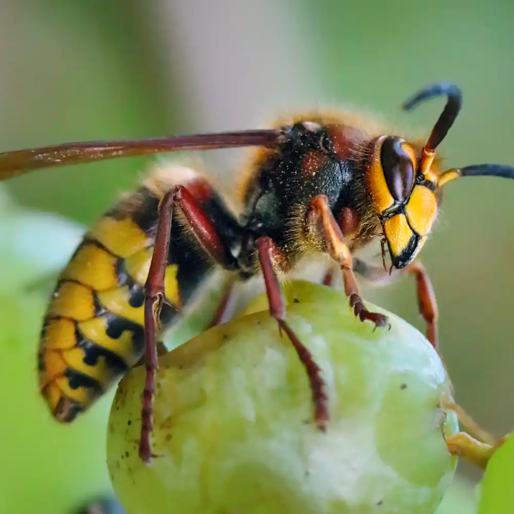 Wasp nest on residential eaves in BC, safe removal by Seaside Pest Control