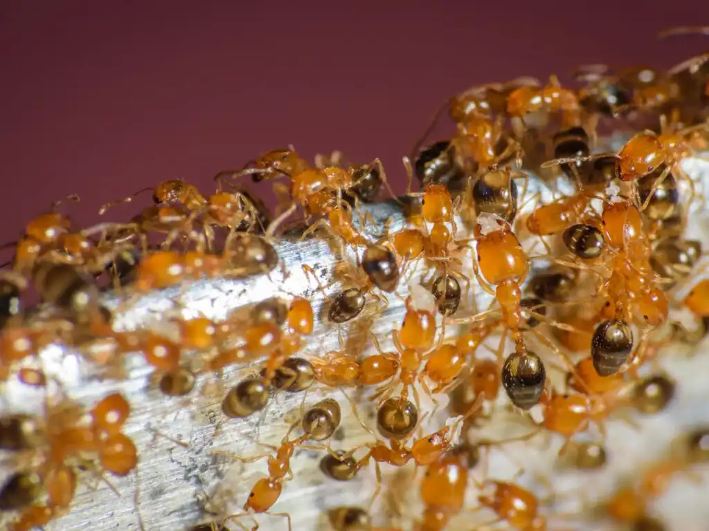 pharaoh ants Port Moody