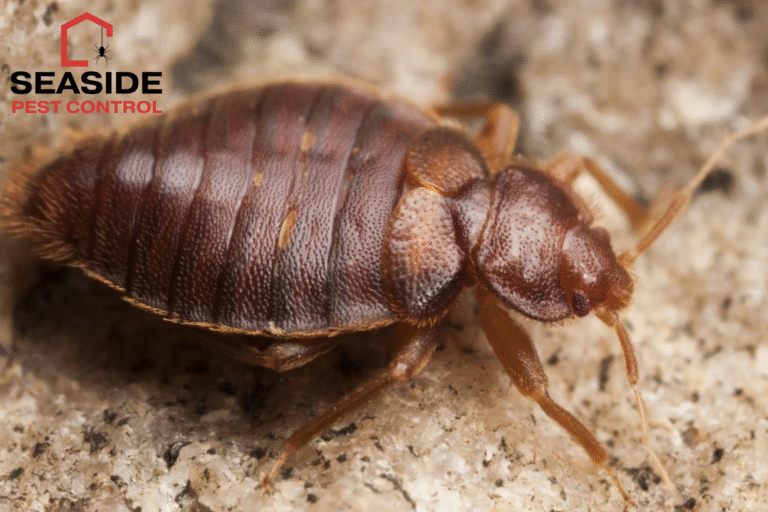 bed bug