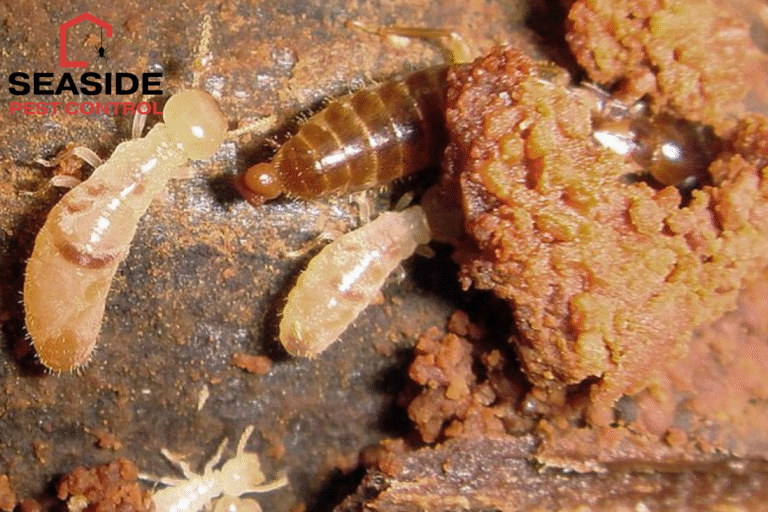 termite