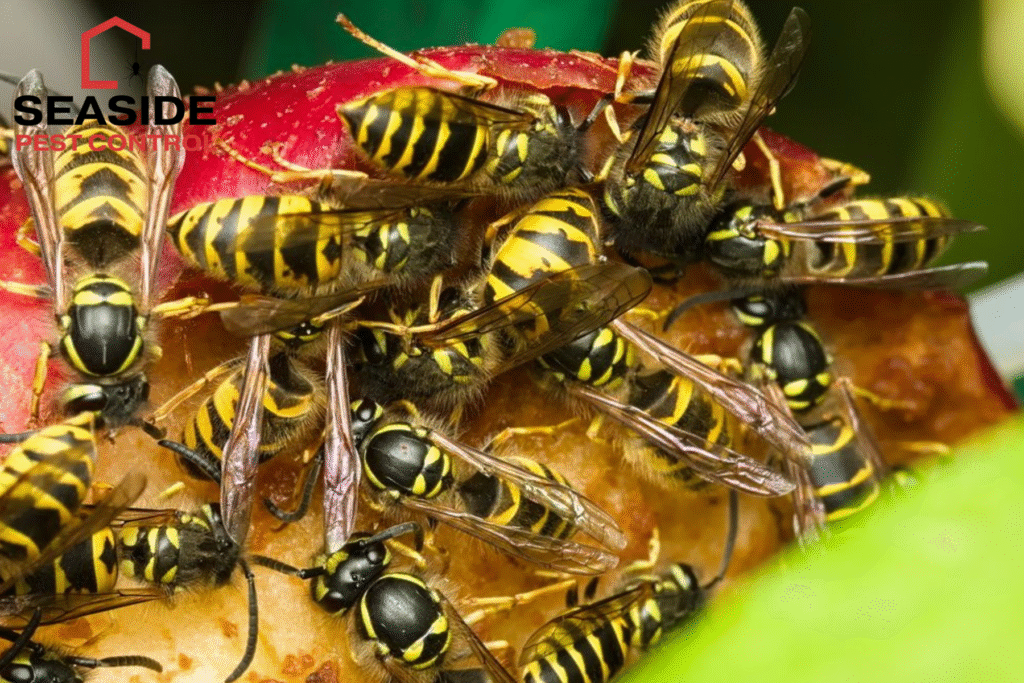 wasp