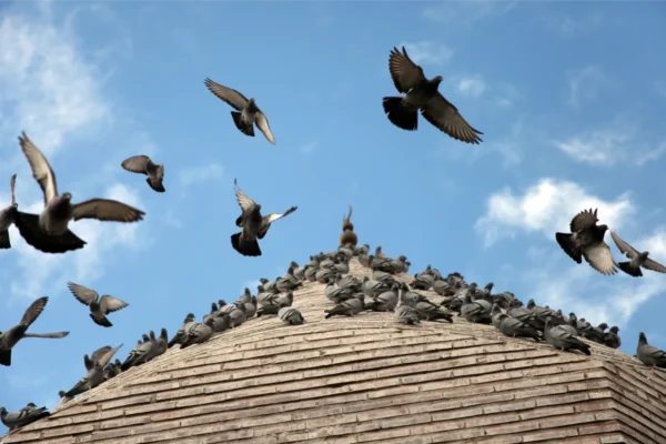 Bird Control in Burnaby, BC