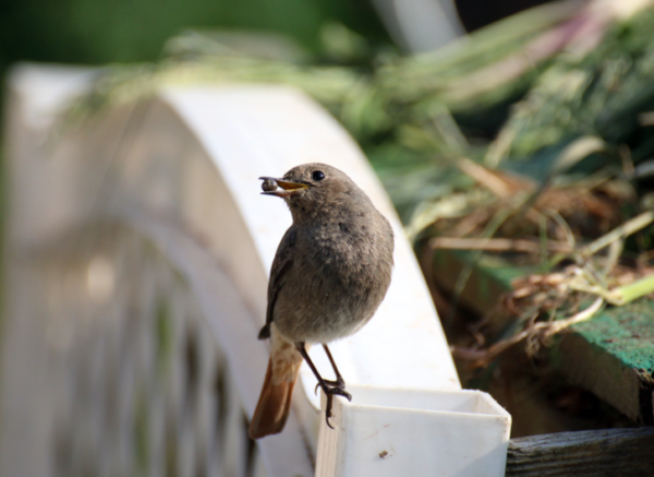 Bird Control in Richmond, BC