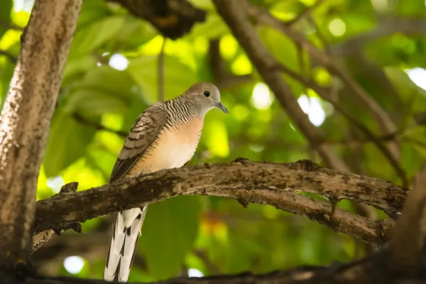 Bird Control in Ladner BC 1