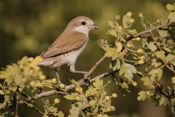 Bird Control in New Westminster, BC