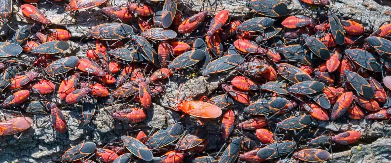 Boxelder Bug Control Services
