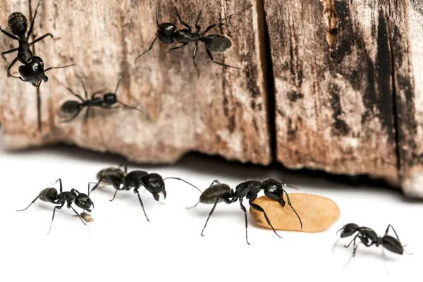 Carpenter Ant Control Abbotsford BC