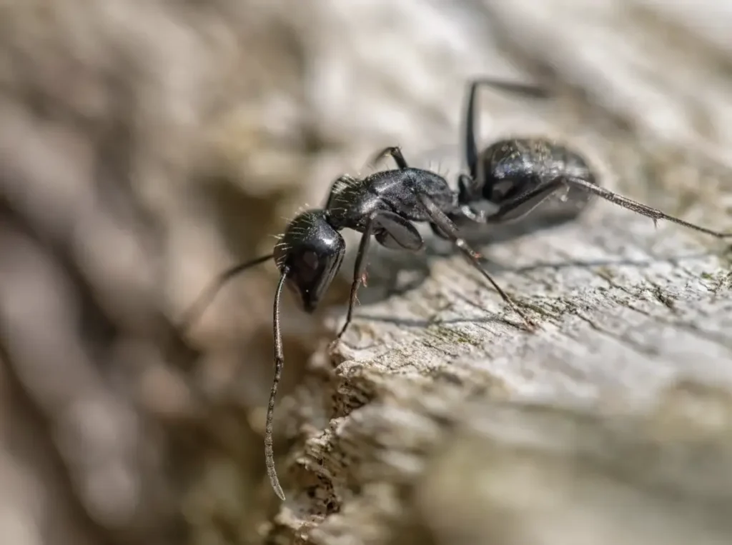 Carpenter Ant Control in Ladner, BC