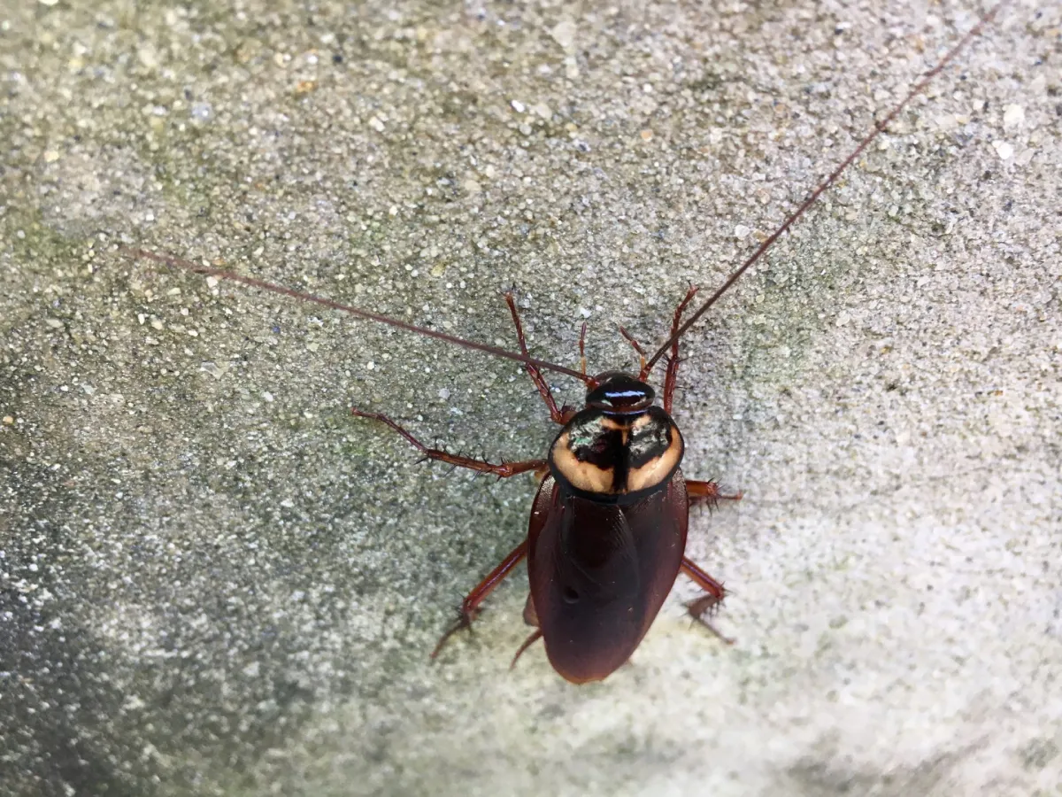 Cockroach Control Coquitlam