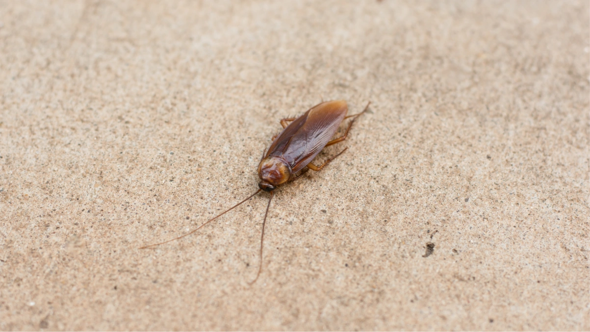 Cockroach Control in Richmond, BC