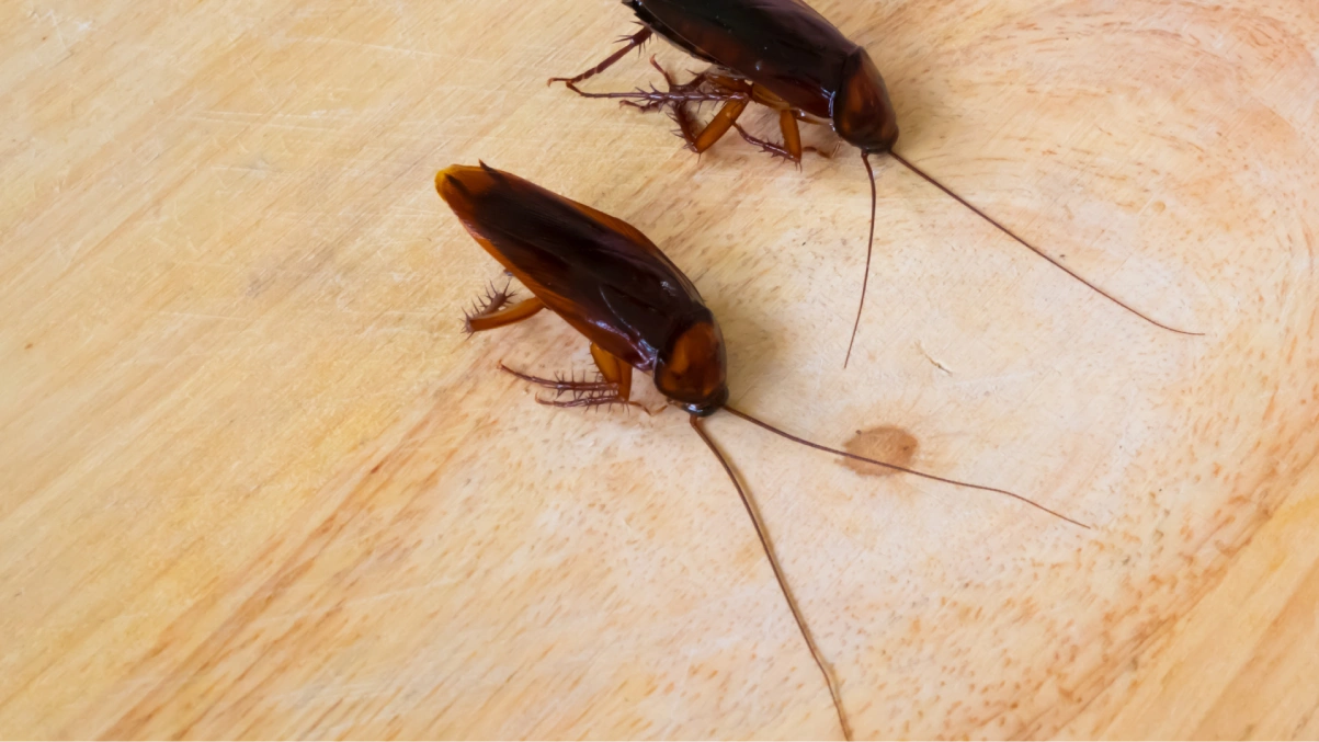 Cockroach Extermination Services in Maple Ridge, BC