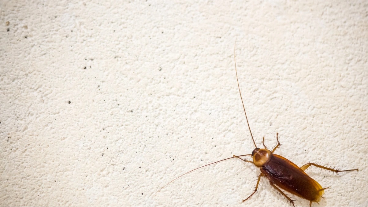 Cockroach Removal Services in New Westminster, BC